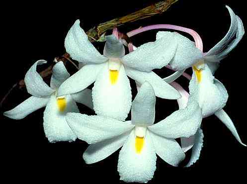 Dendrobium montanum